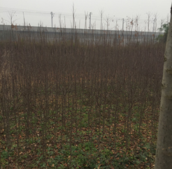 ���^(q��)�����塢��������漰��174��375�K�؉K�ϷNֲ����ľ��ֲ�M(f��i)�u��