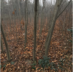 ���^(q��)�����塢��������漰��174��375�K�؉K�ϷNֲ����ľ��ֲ�M(f��i)�u��