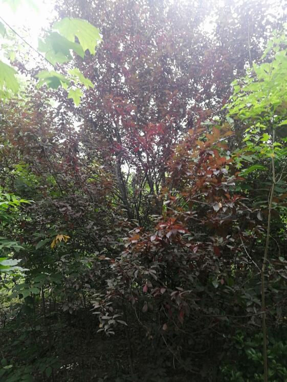 �Ϸ���**�@�ֹ������޹�˾λ�ںϷ�**�_�l�^**��^**��248.265�������ϵ���ľ�Ј��r���u��